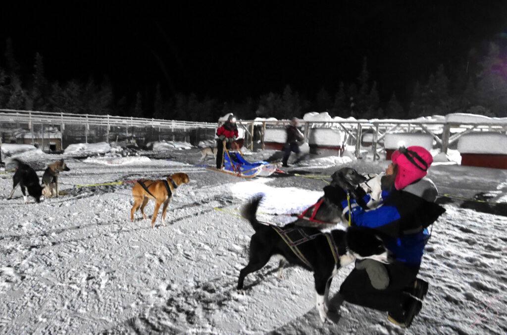 瑞典 自助 狗拉雪橇 極地夜遊！一生難忘的超推薦極地行程 