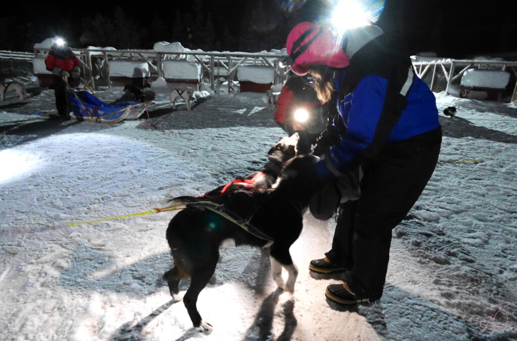 瑞典 自助 狗拉雪橇 極地夜遊！一生難忘的超推薦極地行程 